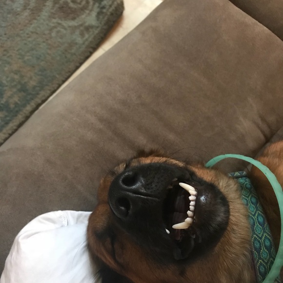 💋Meet your Posher, Destiny💋 Posh ambassador 💙 - Picture 7 of 8